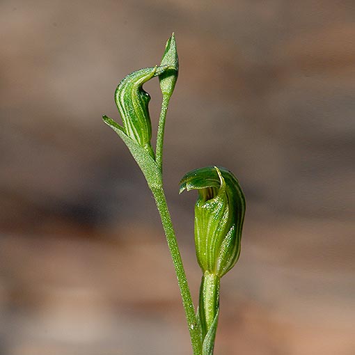 Pterostylis parviflora,<br />
Tiny Greenhood, Tasmania