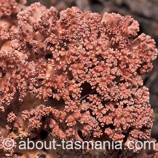 Ramaria botrytoides, fungi, Tasmania