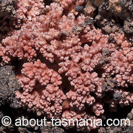 Ramaria botrytoides, fungi, Tasmania