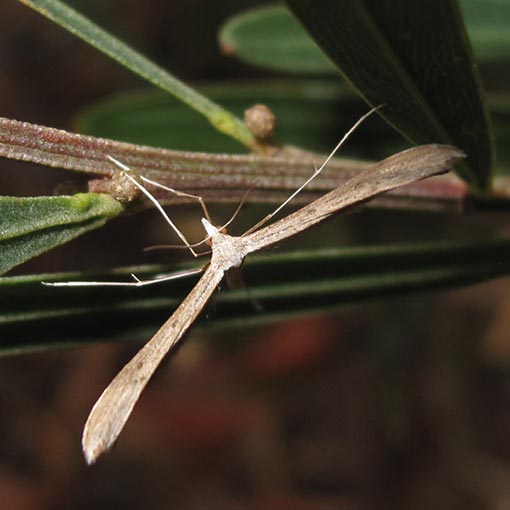 Stenoptilia zophodactylus, Tasmania, moth