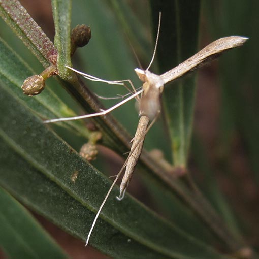 Stenoptilia zophodactylus, moth, Tasmania