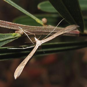 Stenoptilia zophodactylus