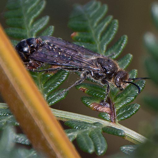 Flower wasp, Tiphiidae, Tasmania