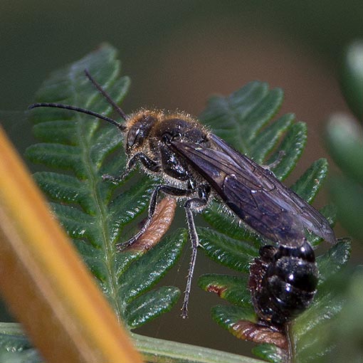 Flower wasps, Tiphiidae, Tasmania