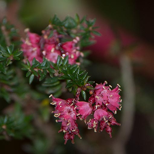 Trochocarpa thymifolia, Thymeleaf purpleberry, Tasmania