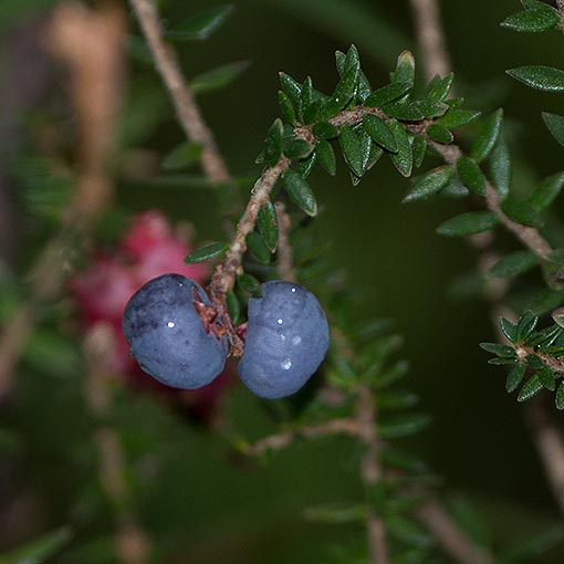 Trochocarpa thymifolia, Thymeleaf purpleberry, Tasmania
