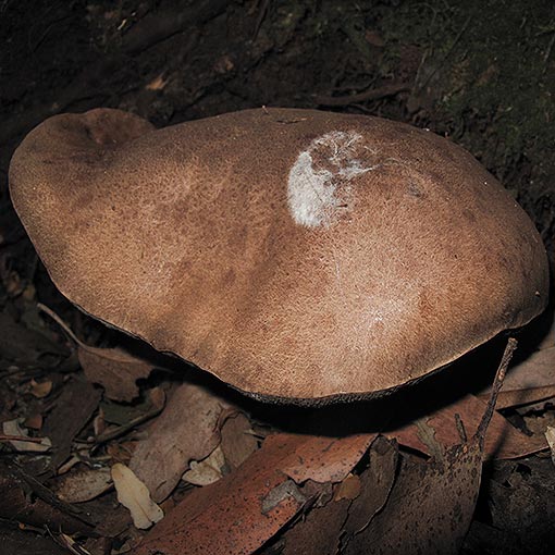 Tylopilus brunneus, fungi, Tasmania