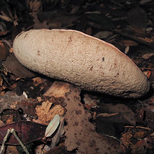 Tylopilus brunneus, fungi, Tasmania