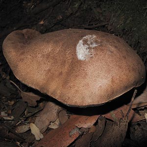 Tylopilus brunneus