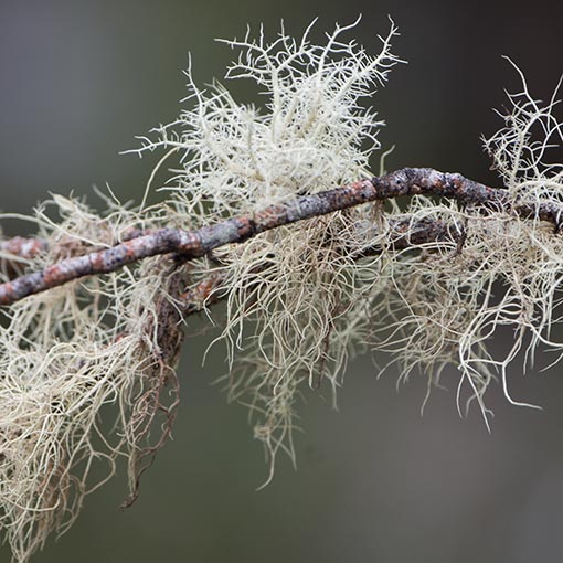 Old Man's Beard, Usnea sp., lichen, Tasmania