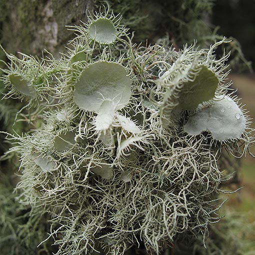 Old Man's Beard, Usnea sp., lichen, Tasmania