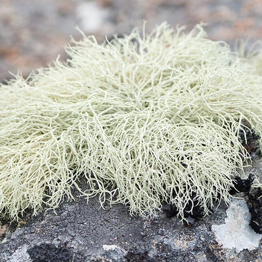 Old Man's Beard, Usnea sp., lichen, Tasmania