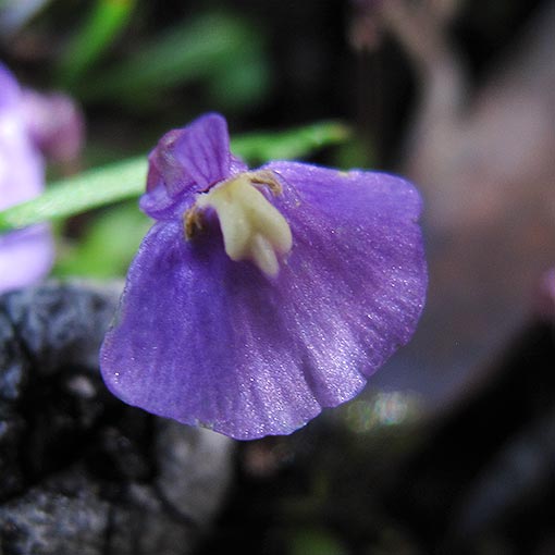Utricularia monanthos, Tasmanian Bladderwort, Tasmania