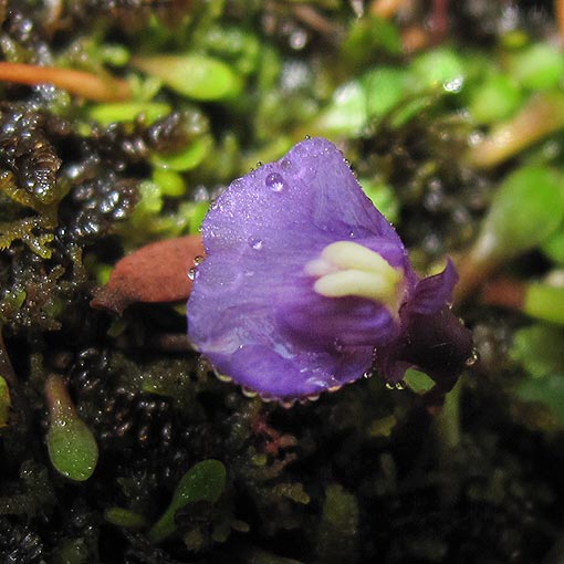 Utricularia monanthos, Tasmanian Bladderwort, Tasmania