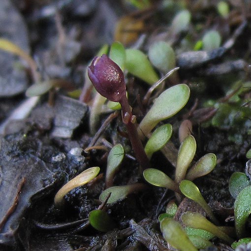 Utricularia monanthos, Tasmanian Bladderwort, Tasmania