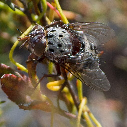 Zebromyia ornata, Tachinidae, Tasmania
