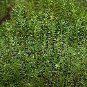 Dawsonia sp.