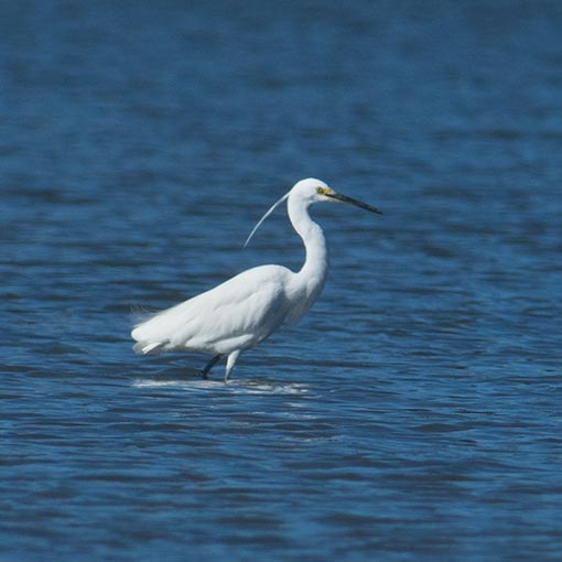 Little Egret, Egretta garzetta, Tasmania