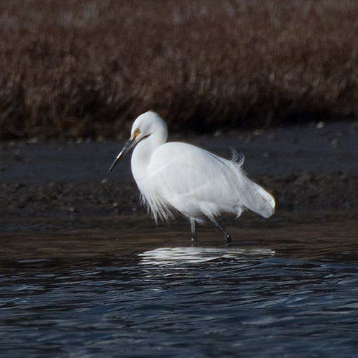 Little Egret, Egretta garzetta, Tasmania