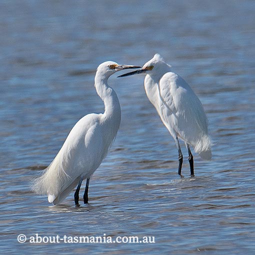 Little Egret, Egretta garzetta, Tasmania