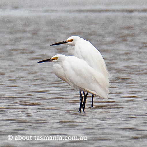 Little Egret, Egretta garzetta, Tasmania