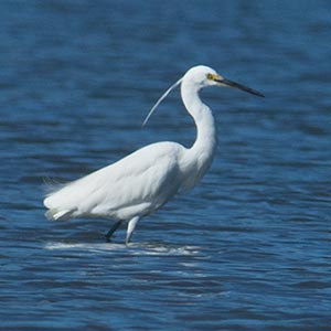 Little Egret