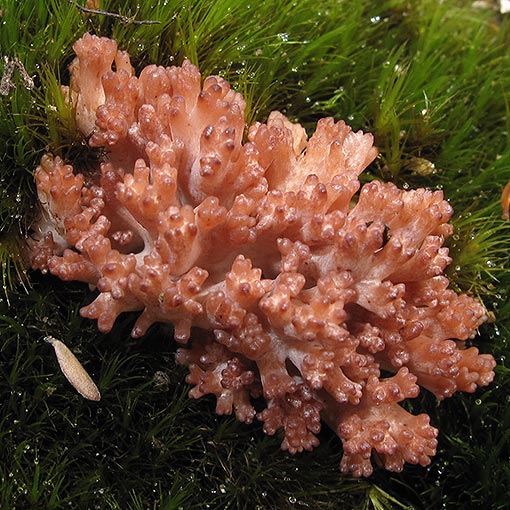 Ramaria botrytoides, fungi, Tasmania