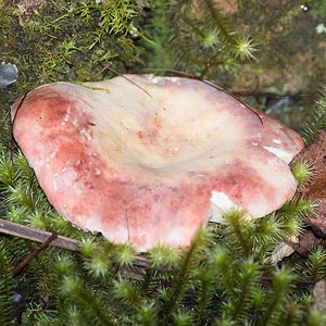 Russula sp.