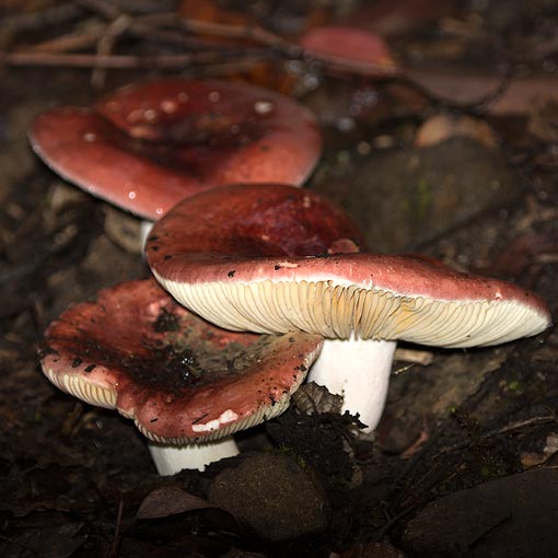 Russula sp., fungi, Tasmania