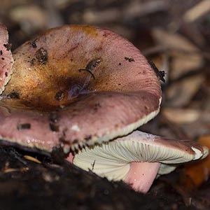 Russula sp.