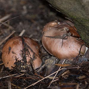 Tricholoma sp.