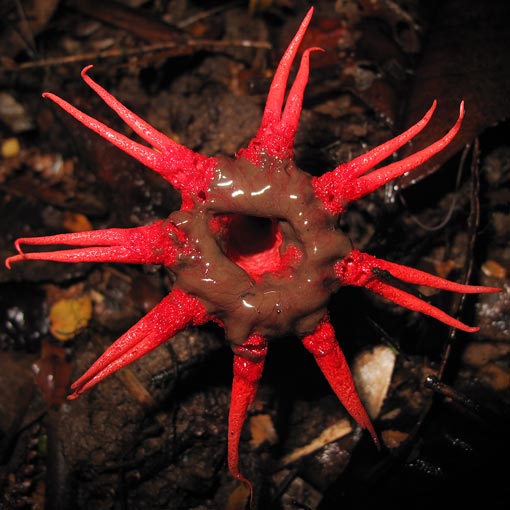 Aseröe rubra, fungi, Tasmania