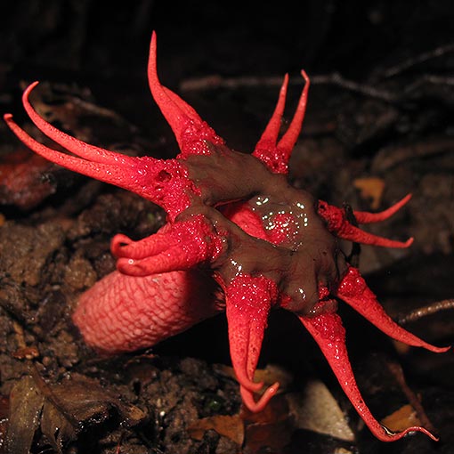 Aseröe rubra, fungi, Tasmania