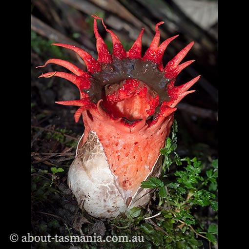 Aseröe rubra, fungi, Tasmania