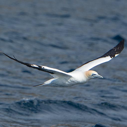 Australasian Gannet, Morus serrator, Tasmania