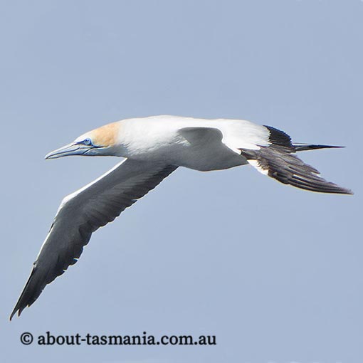 Australasian Gannet, Morus serrator, Tasmania