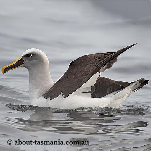 Buller's albatross, Thalassarche bulleri, Tasmania