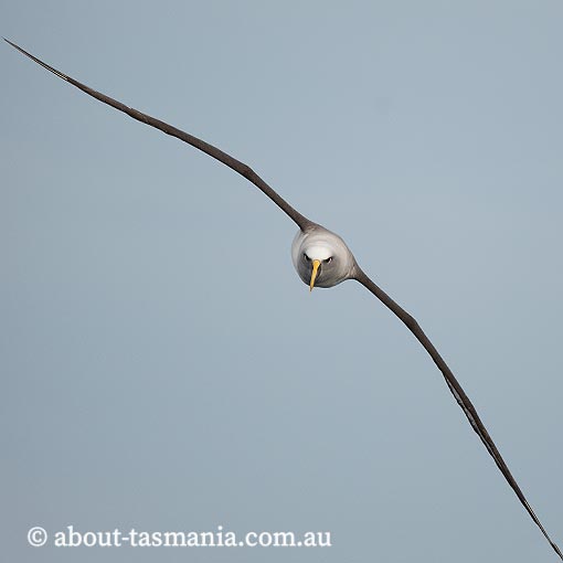 Buller's albatross, Thalassarche bulleri, Tasmania