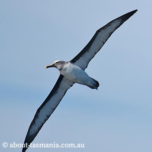 Buller's albatross, Thalassarche bulleri, Tasmania