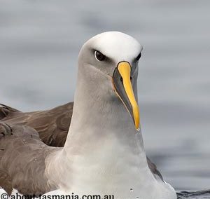 Buller’s albatross