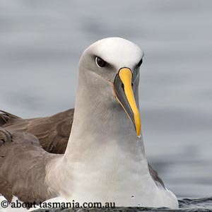 Buller’s albatross