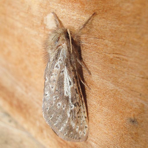 Fraus simulans, moth, Tasmania