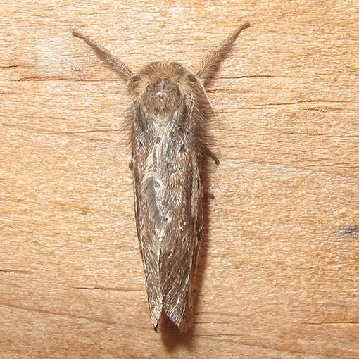 Lesser Ghost Moth, Fraus simulans, Tasmania