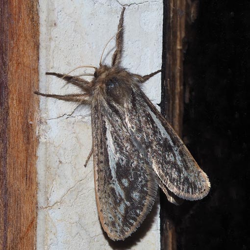 Fraus simulans, moth, Tasmania