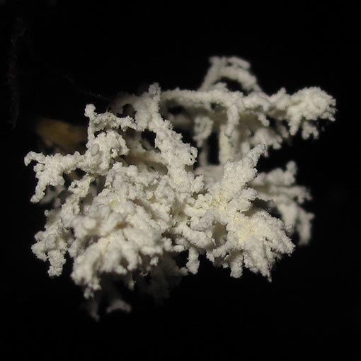 Isaria tenuipes, fungi, Tasmania