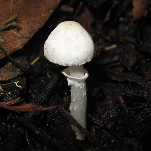 Leucocoprinus 'white', fungi, Tasmania