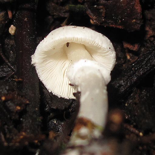 Leucocoprinus 'white', fungi, Tasmania