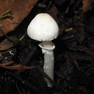 Leucocoprinus ‘white’