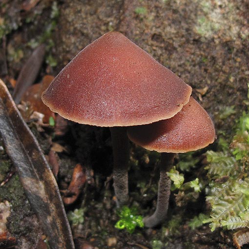 Macrocystidia cucumis, fungi, Tasmania