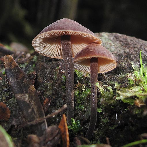 Macrocystidia cucumis, fungi, Tasmania
